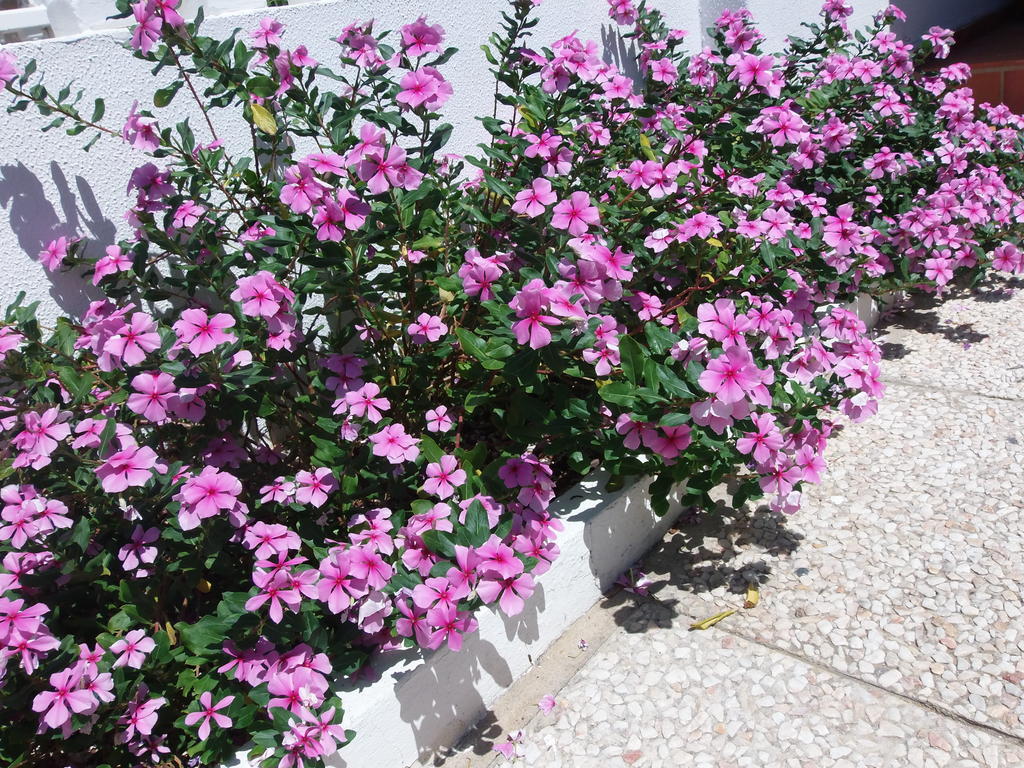 Formosa Olhao